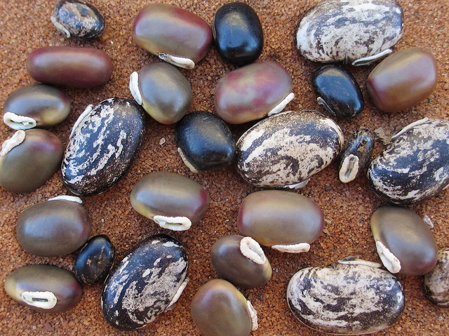 heirloom beans