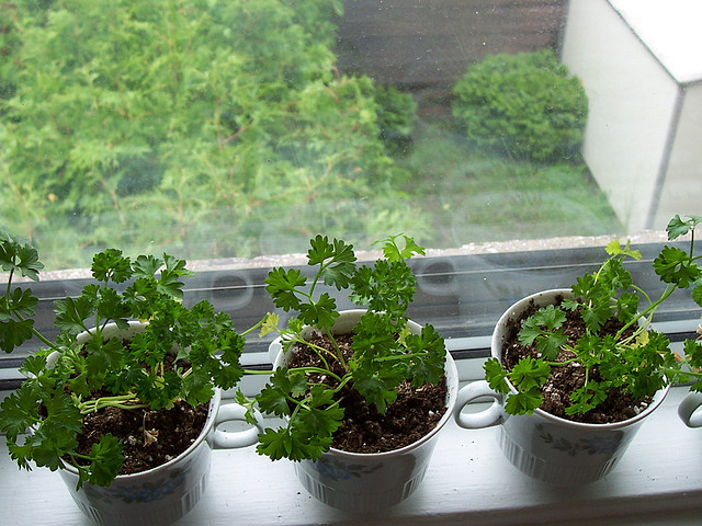 herbs on windowsill